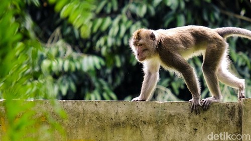 Kawanan monyet liar masih dapat ditemukan di dekat permukiman Kota Tangerang Selatan. Mereka biasanya turun dari pohon pada pagi hari.