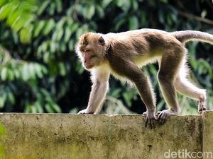 Begini Cara Monyet Liar Menikmati Pagi di Tangsel