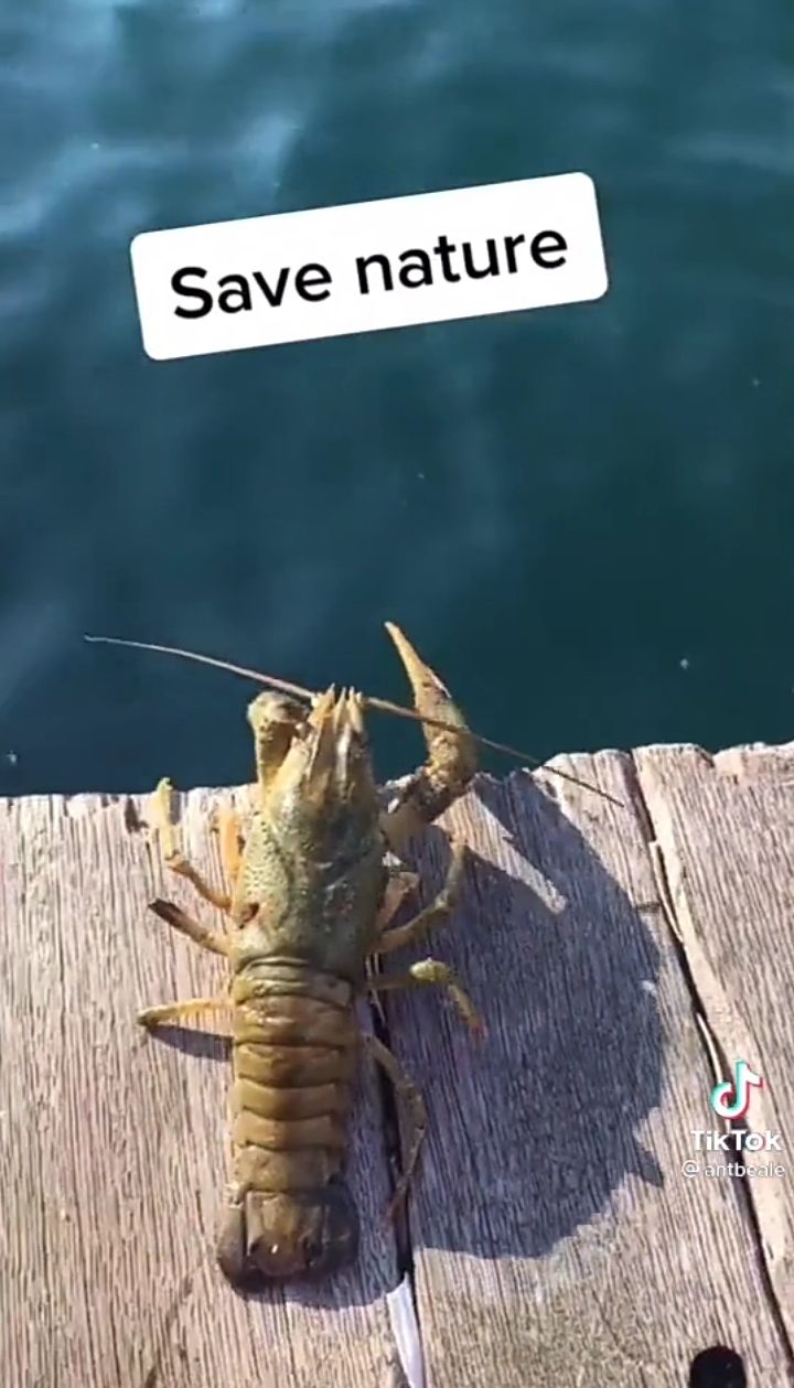 Pria Ini Beli Lobster untuk Dilepas ke Laut