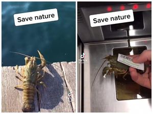Save Nature, Pria Ini Beli Lobster di Supermarket untuk Dilepas ke Laut