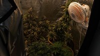Diketahui, UU terkait penanaman dan penggunaan ganja untuk keperluan pribadi ini pertama kali diusulkan oleh Menteri Kesetaraan Malta, Owen Bonnici.  