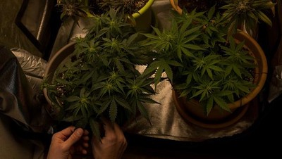 Negara Mungil Ini Legalkan Ganja untuk Kebutuhan Pribadi