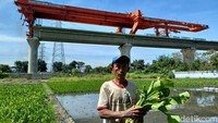 Seorang petani bernama Amin (50) memanen tanaman genjer di dekat proyek pembangunan Kereta Cepat Jakarta-Bandung, KM 144, Jalan Tol Purbaleunyi, Bandung, Jawa Barat, Senin (24/1/2022).