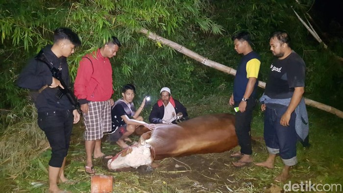 Sapi milik warga Probolinggo ditemukan mengalami kelelahan dan ditinggalkan pencurinya di Lumajang.