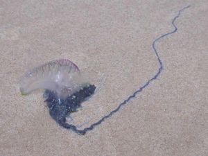 Teror Makhluk Alien di Pantai Australia