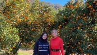 Terakhir, ada keseruan Acha dan temannya saat memetik buah jeruk di pohon langsung. Buahnya bahkan tumbuh subur dan melimpah.  Foto: Instagram @septriasaacha