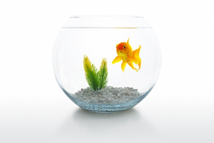 Goldfish in bowl