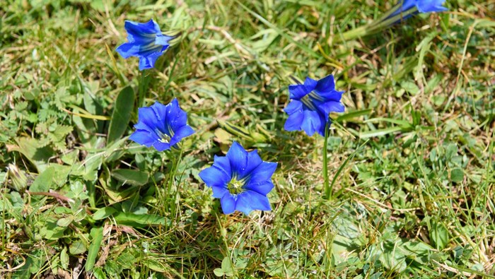 Gentian flowers