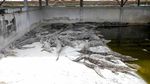 Daging Buaya Mendadak Laris Manis di Thailand, Ada Apa?