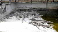 Buaya di peternakan Roongtaweechai.
