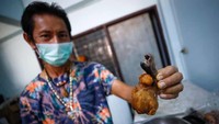 Wichai Roongtaweechai memegang penis buaya, dijual sebagai makanan lezat di restorannya.