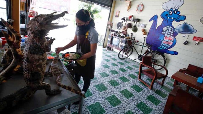 Daging Babi Mau 'Punah' di Thailand, Kini Warga Makan Buaya Daging buaya mulai populer di Thailand ketika harga daging babi melonjak disebabkan berkurangnya pasokan akibat penyebaran demam babi. Pemilik peternakan dan restoran Wichai Roongtaweechai mengatakan penjualan daging buaya melonjak hingga 70%. Berikut potretnya.