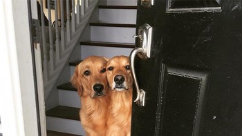 Anjing berkepala dua? Foto: Brightside