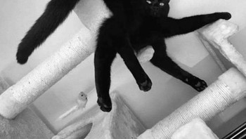Bukti kucing memang seperti liquid. Foto: Brightside