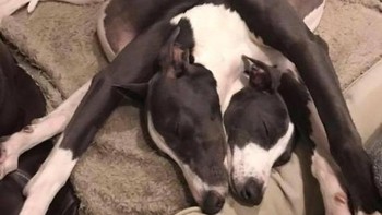 Jadi butuh berapa lama kamu paham foto dari kedua anjing ini tidur? Foto: Brightside