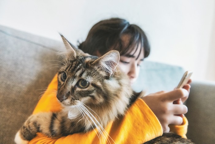 Ilustrasi jenis kucing Norwegian Forest