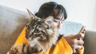 A-Z Jamur Ringworm Kucing dan 10 Cara Mencegah Penularannya