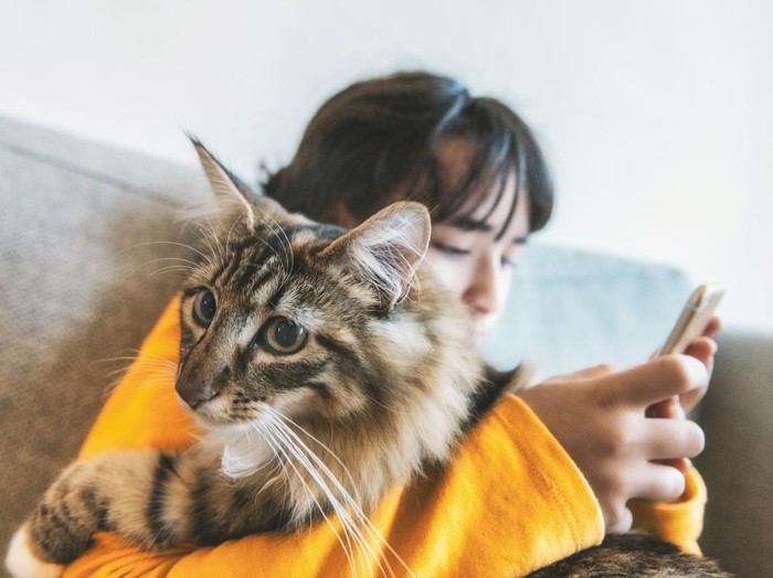 Ilustrasi jenis kucing Norwegian Forest