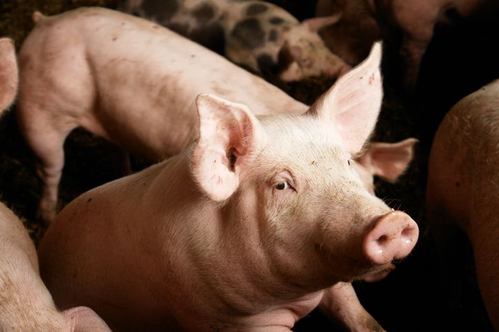 Istilah babi dalam komposisi makanan