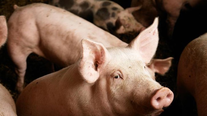 Istilah babi dalam komposisi makanan