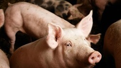 25 Istilah Babi dalam Komposisi Makanan yang Harus Dicermati Muslim