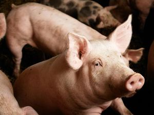 Melihat Laboratorium Kloning Babi untuk Transplantasi Jantung Manusia