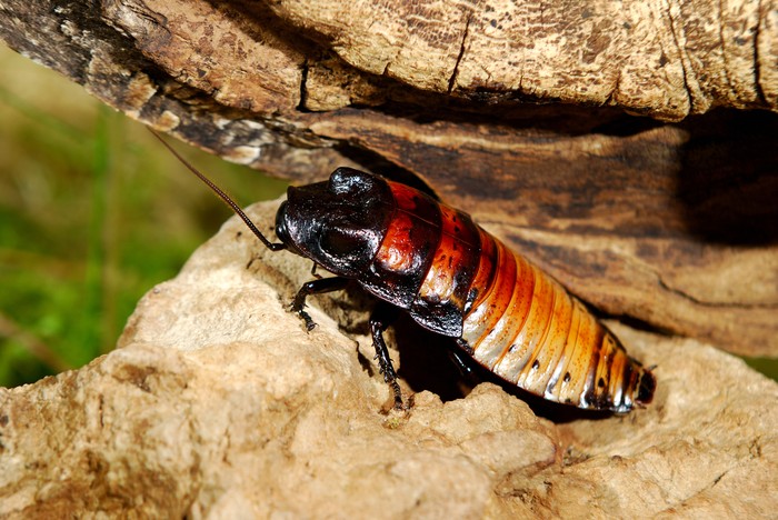 kecoa Madagaskar kecoa Madagaskar
