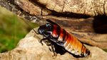 Kenalan dengan Kecoa Terbesar di Dunia, Kecoa Madagaskar