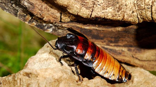 kecoa Madagaskar