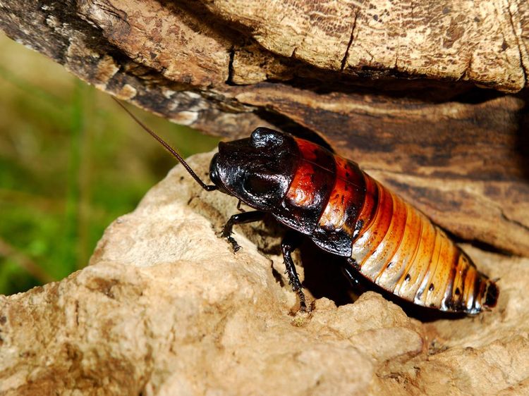 Kenalan dengan Kecoa Terbesar di Dunia, Kecoa Madagaskar