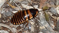Kecoa Madagaskar bisa hidup sampai 5 tahun dengan panjang 13 cm.