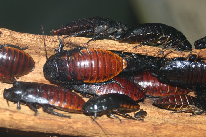 kecoa Madagaskar