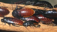 Kecoa Madagaskar tidak berbau dan dia bisa mendesis. Biasanya dia mendesis untuk pertahanan dan juga kawin.