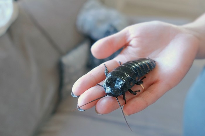 kecoa Madagaskar kecoa Madagaskar