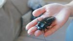 Kenalan dengan Kecoa Terbesar di Dunia, Kecoa Madagaskar
