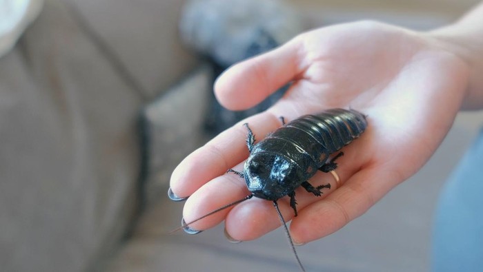 kecoa Madagaskar