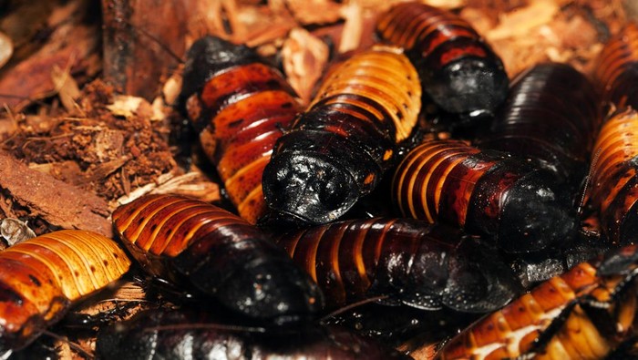 kecoa Madagaskar