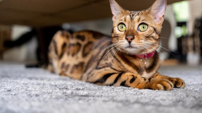 kucing bengal