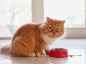 7 Jenis Kucing Ramah Anak, Nurut dan Cocok Dipelihara di Rumah