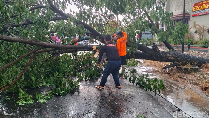 pohon tumbang di lamongan