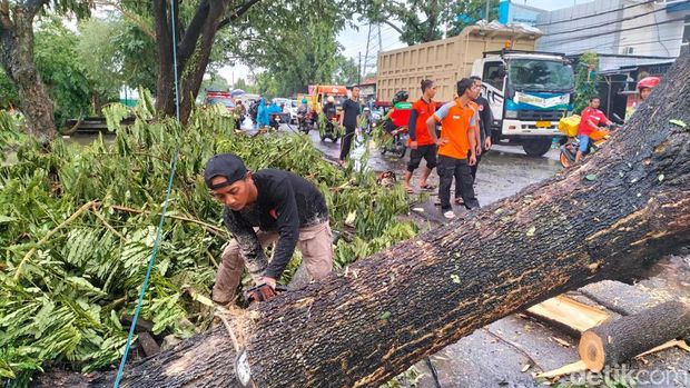 pohon tumbang di lamongan