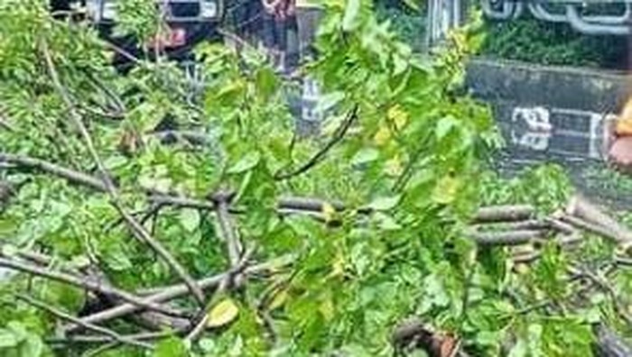 pohon tumbang di margomulyo