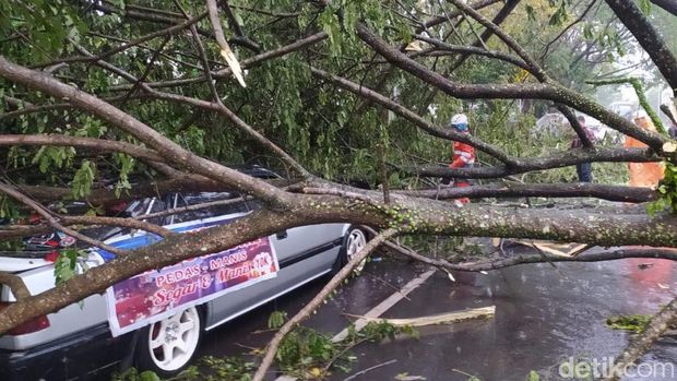 Hujan deras disertai angin kencang menerjang wilayah perkotaan Ciamis. Ada belasan pohon tumbang di beberapa ruas jalan.