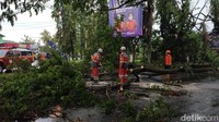 Petugas BPBD Ciamis dibantu pihak lainnya mengevakuasi pohon tumbang tersebut. Pihak BPBD pun masih mendata kerusakan akibat pohon tumbang itu.