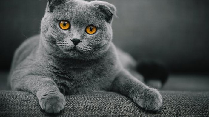 scottish fold