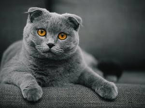 10 Ras Kucing Abu-abu yang Bagus, Unik, dan Paling Populer