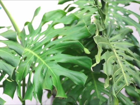 Tanaman Hias Monstera Deliciosa