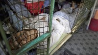 Tak sedikit warga yang memilih tinggal di rumah kandang karena keterbatasan biaya.