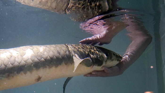 Senior biologist Allan Jan feeds Methuselah, a 4-foot-long, 40-pound Australian lungfish that was brought to the California Academy of Sciences in 1938 from Australia, in its tank in San Francisco, Monday, Jan. 24, 2022. (AP Photo/Jeff Chiu)