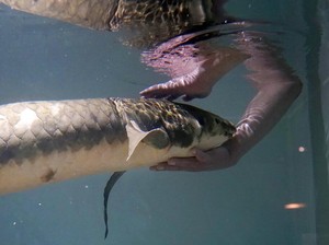Kenalkan, Ini Methuselah, Ikan Akuarium Tertua di Dunia!